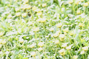 chrysanthemum01.jpg