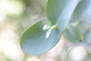 eucalyptus01.jpg