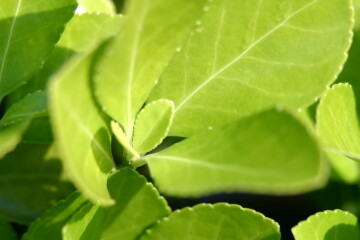 leaf01.jpg