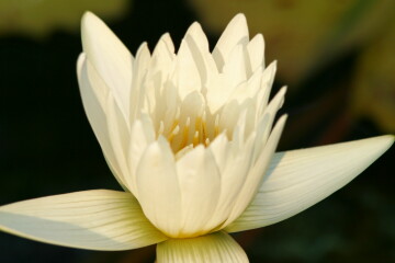 lotus51007.jpg