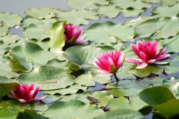 lotus51011.jpg