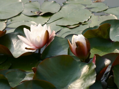 lotus51012.jpg