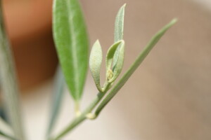 olive01.jpg
