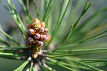 pinetree01.jpg