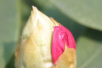 rhododendron1.jpg