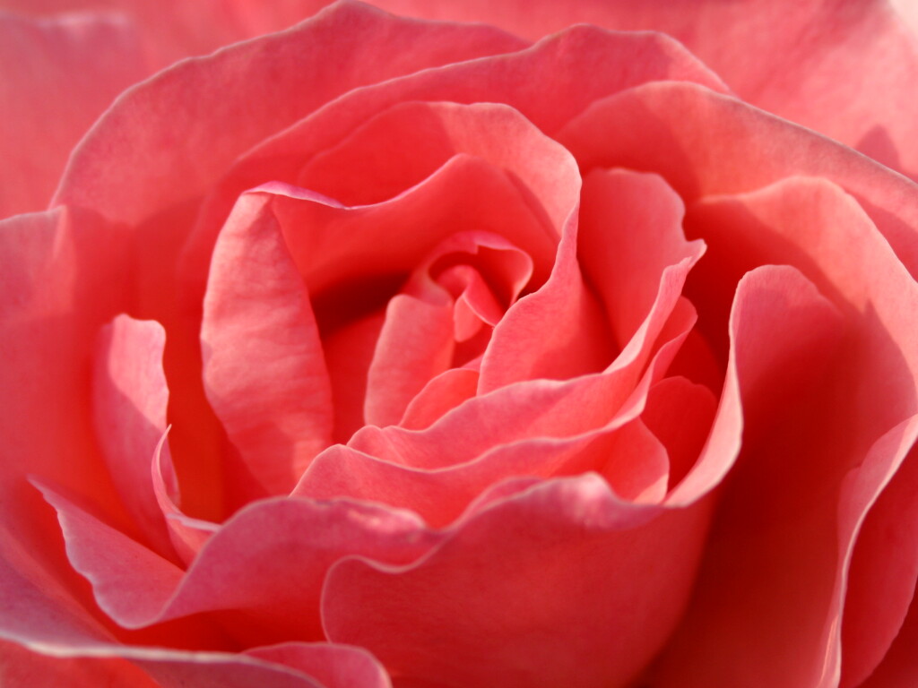 rose516.jpg