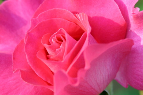 rose606.jpg