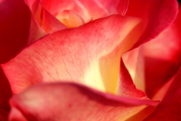 rose611.jpg