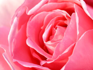 rose614.jpg