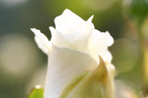 rose615.jpg