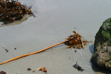 seaweed1.jpg