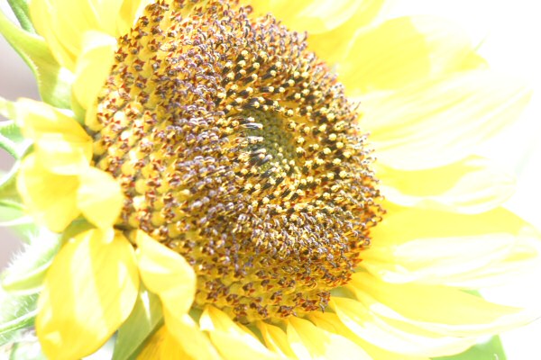 sunflower03080301.jpg