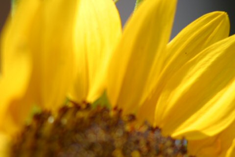 sunflower03080303.jpg