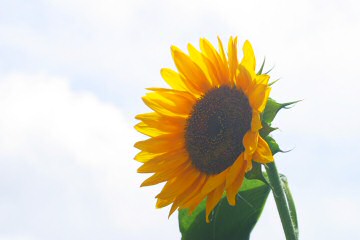 sunflower03080305.jpg