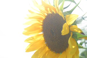 sunflower03080306.jpg