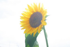 sunflower03080307.jpg