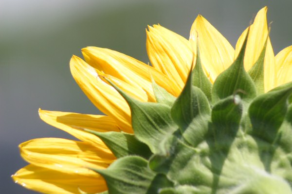 sunflower03080308.jpg