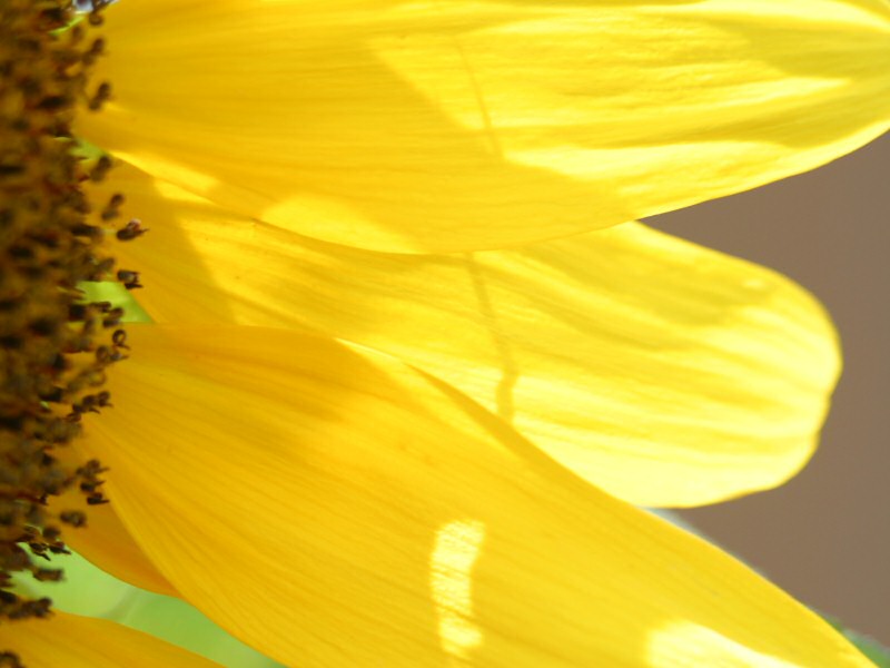 sunflower03080309.jpg